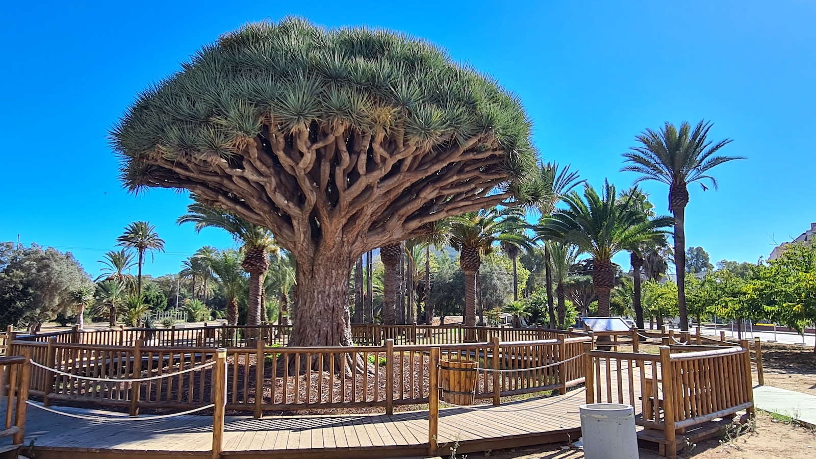 Drachenbaum in La Línea